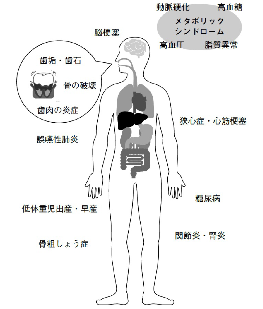 「口内の健康」と「全身の病気の予防」は切り離せません